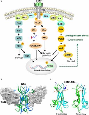 Antidepressant-like effects of trophic factor receptor signaling